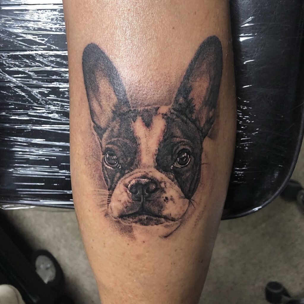 boston terrier portrait in black and grey